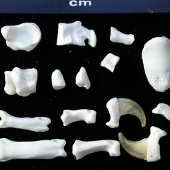 Tarsus and phalanges (10707 visits) Lynx lynx - Young adult - Right elementsCollection: P. Fosse - Country: Poland Tarsus and phalanges