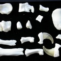 Tarsus and phalanges (10382 visits) Lynx lynx - Young adult - Right elementsCollection: P. Fosse - Country: Poland Tarsus and phalanges