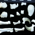 Tarsus and phalanges (9988 visits) Lynx lynx - Young adult - Right elementsCollection: P. Fosse - Country: Poland Tarsus and phalanges