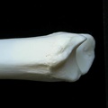 Tibia: distal part (1184 visits) Lynx lynx - Young adult - Right elementCollection: P. Fosse - Country: Poland Tibia: distal part