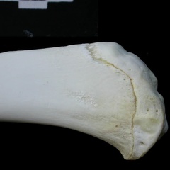 Tibia: proximale part (1161 visits) Lynx lynx - Young adult - Right elementCollection: P. Fosse - Country: Poland Tibia: proximale part