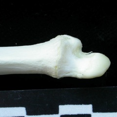 Ulna: distal part (1133 visits) Lynx lynx - Young adult - Left elementCollection: P. Fosse - Country: Poland Ulna: distal part