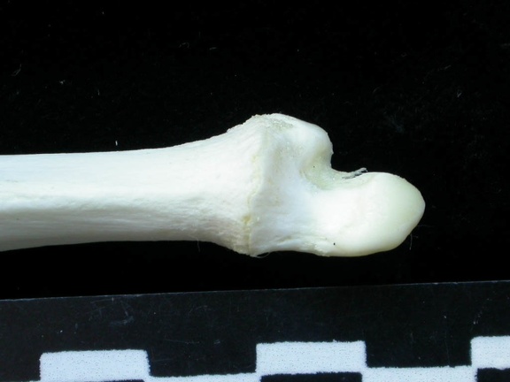 Ulna: distal part (1146 visits) Lynx lynx - Young adult - Left elementCollection: P. Fosse - Country: Poland Ulna: distal part
