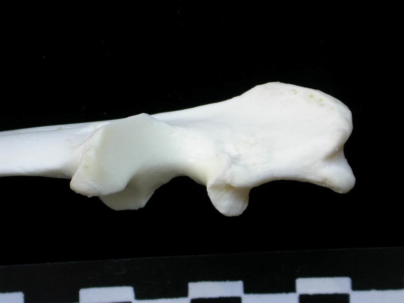 Ulna: proximale part (1182 visits) Lynx lynx - Young adult - Left elementCollection: P. Fosse - Country: Poland Ulna: proximale part