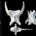 Vertebrae (3068 visits) Lynx lynx - Young adultCollection: P. Fosse - Country: Poland Vertebrae