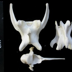 Vertebrae (3069 visits) Lynx lynx - Young adultCollection: P. Fosse - Country: Poland Vertebrae