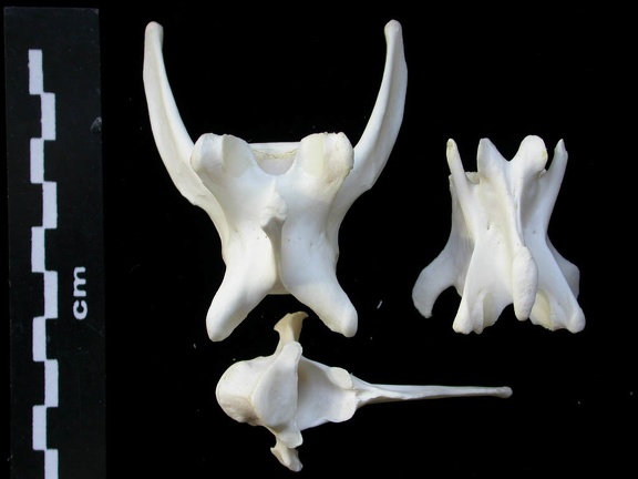 Vertebrae (3088 visits) Lynx lynx - Young adultCollection: P. Fosse - Country: Poland Vertebrae