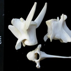Vertebrae (3279 visits) Lynx lynx - Young adultCollection: P. Fosse - Country: Poland Vertebrae
