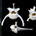 Vertebrae (3097 visits) Lynx lynx - Young adultCollection: P. Fosse - Country: Poland Vertebrae