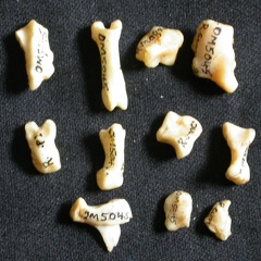 Carpus and phalanges (32671 visits) Lynx caracal - Adult - Right elementsCollection: Department d'Osteology of National Museum of Kenya,... Carpus and phalanges