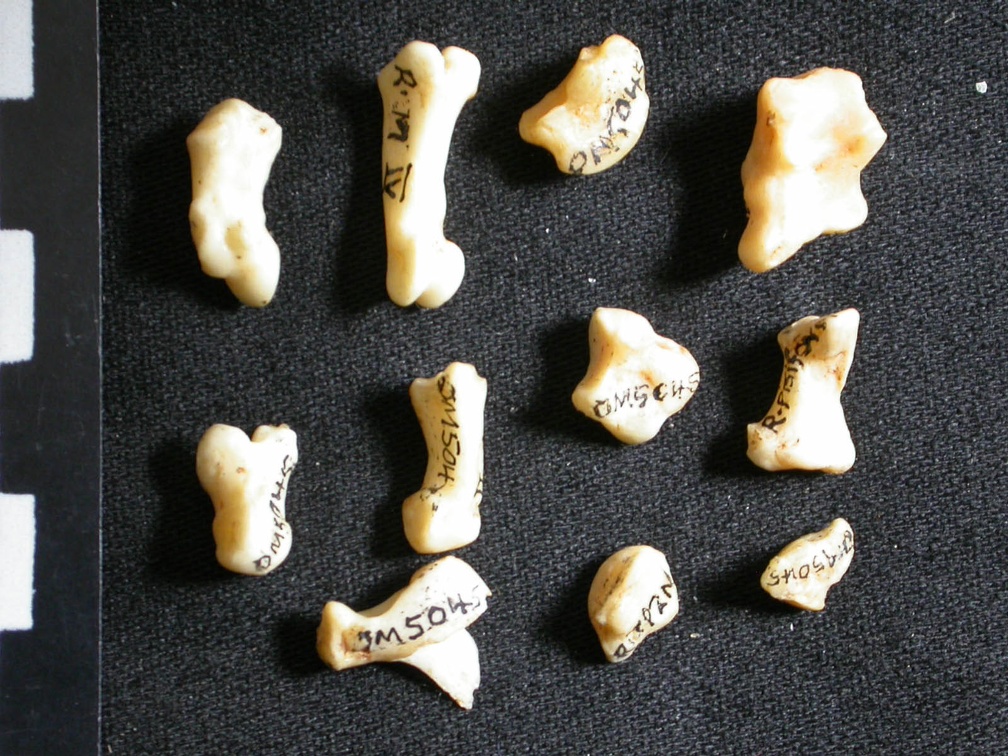 Carpus and phalanges (32988 visits) Lynx caracal - Adult - Right elementsCollection: Department d'Osteology of National Museum of Kenya,... Carpus and phalanges