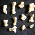Carpus and phalanges (33109 visits) Lynx caracal - Adult - Right elementsCollection: Department d'Osteology of National Museum of Kenya,... Carpus and phalanges