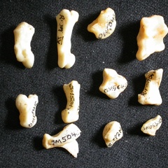 Carpus and phalanges (32924 visits) Lynx caracal - Adult - Right elementsCollection: Department d'Osteology of National Museum of Kenya,... Carpus and phalanges