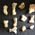 Carpus and phalanges (32070 visits) Lynx caracal - Adult - Right elementsCollection: Department d'Osteology of National Museum of Kenya,... Carpus and phalanges