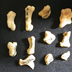 Carpus and phalanges (31888 visits) Lynx caracal - Adult - Right elementsCollection: Department d'Osteology of National Museum of Kenya,... Carpus and phalanges