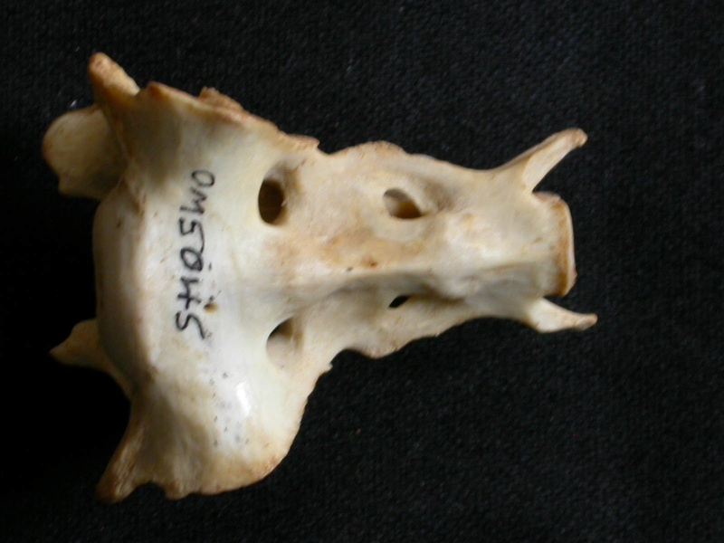 Sacrum (1163 visits) Lynx caracal - AdultCollection: Department d'Osteology of National Museum of Kenya, Nairobi (Id:OM50... Sacrum