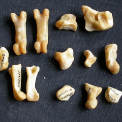 Carpus and phalanges (17069 visits) Panthera pardus - Male - Adult - Right elementsCollection: Department d'Osteology of National Museum... Carpus and phalanges