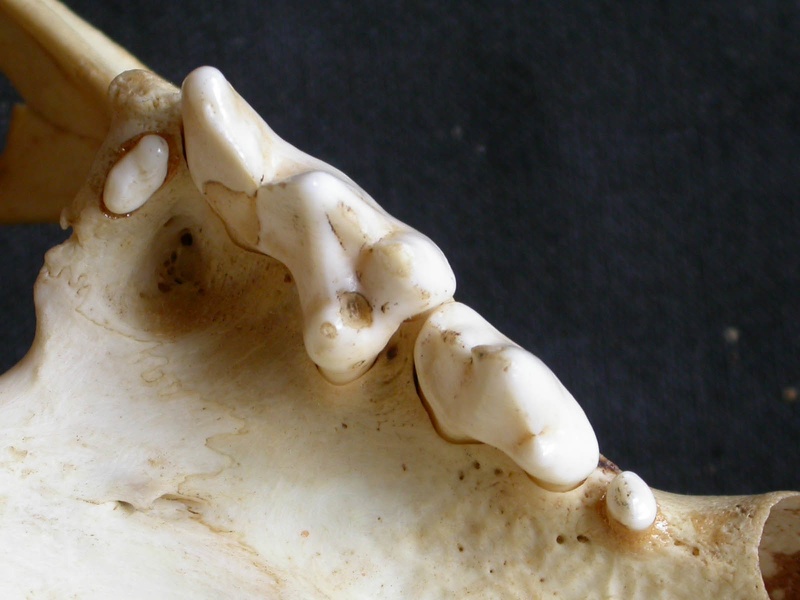 Higher teeth (1274 visits) Panthera pardus - Male - AdultCollection: Department d'Osteology of National Museum of Kenya, Nairob... Higher teeth