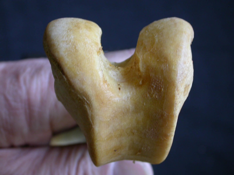 Femur: distal part (1234 visits) Panthera pardus - Male - Adult- Right elementCollection: Department d'Osteology of National Museum o... Femur: distal part