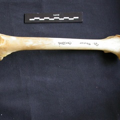 Femur (1310 visits) Panthera pardus - Male - Adult- Right elementCollection: Department d'Osteology of National Museum o... Femur