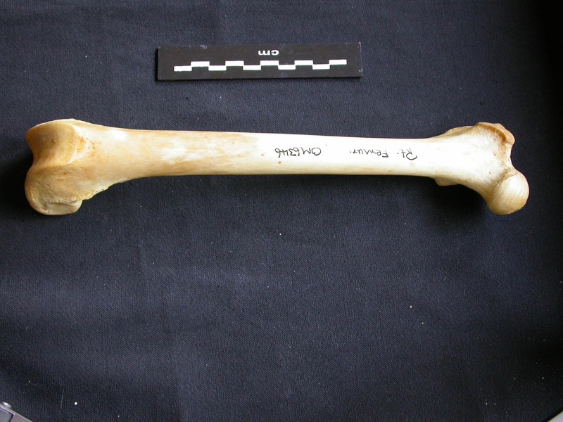 Femur (1549 visits) Panthera pardus - Male - Adult- Right elementCollection: Department d'Osteology of National Museum o... Femur