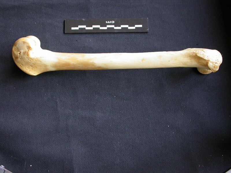 Femur (1238 visits) Panthera pardus - Male - Adult- Right elementCollection: Department d'Osteology of National Museum o... Femur