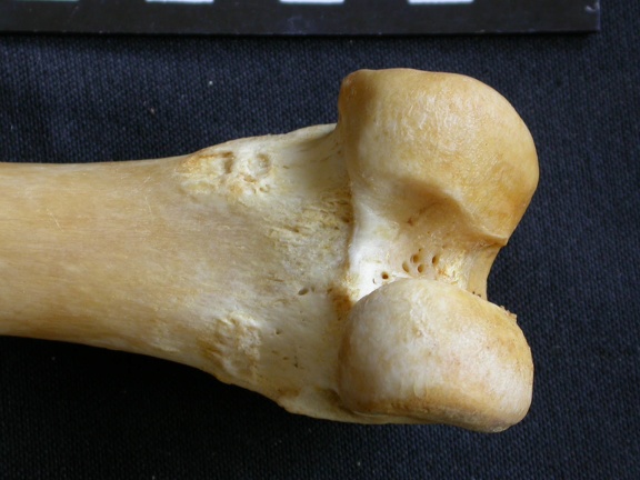 Femur: distal part (1210 visits) Panthera pardus - Male - Adult- Right elementCollection: Department d'Osteology of National Museum o... Femur: distal part