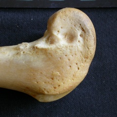 Femur: distal part (1234 visits) Panthera pardus - Male - Adult- Right elementCollection: Department d'Osteology of National Museum o... Femur: distal part