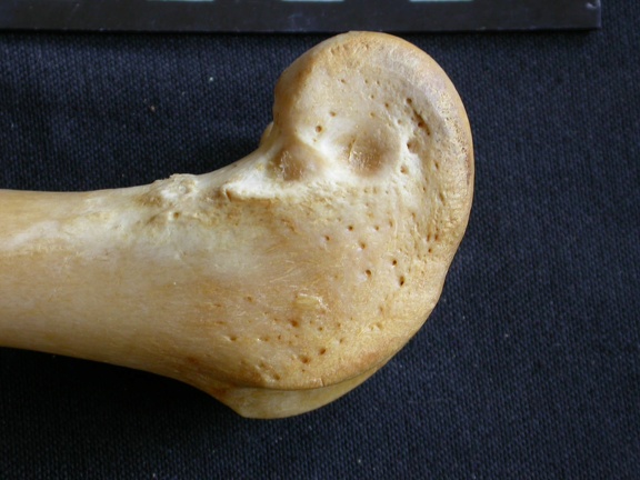 Femur: distal part (1235 visits) Panthera pardus - Male - Adult- Right elementCollection: Department d'Osteology of National Museum o... Femur: distal part