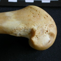 Femur: distal part (1299 visits) Panthera pardus - Male - Adult- Right elementCollection: Department d'Osteology of National Museum o... Femur: distal part