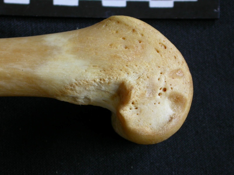 Femur: distal part (1242 visits) Panthera pardus - Male - Adult- Right elementCollection: Department d'Osteology of National Museum o... Femur: distal part