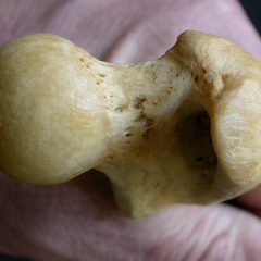 Femur: proximale part (1201 visits) Panthera pardus - Male - Adult- Right elementCollection: Department d'Osteology of National Museum o... Femur: proximale part