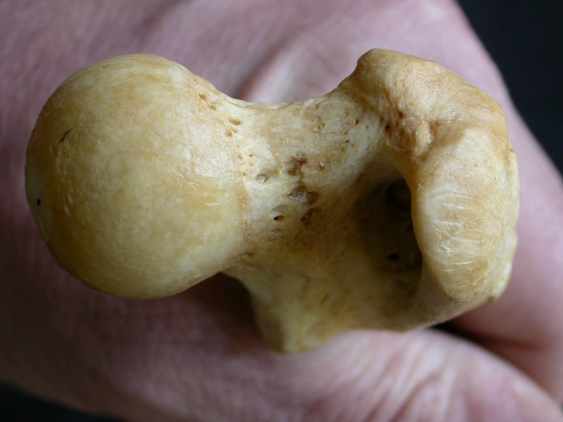 Femur: proximale part (1202 visits) Panthera pardus - Male - Adult- Right elementCollection: Department d'Osteology of National Museum o... Femur: proximale part