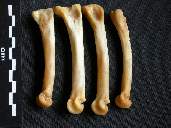 Metatarsals (1370 visits) Panthera pardus - Male - Adult - Right elementsCollection: Department d'Osteology of National Museum... Metatarsals