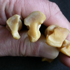 Metatarsals: proximale part (1211 visits) Panthera pardus - Male - Adult - Right elementsCollection: Department d'Osteology of National Museum... Metatarsals: proximale part