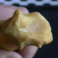 Radius: distal part (1048 visits) Panthera pardus - Male - Adult - Right elementCollection: Department d'Osteology of National Museum ... Radius: distal part