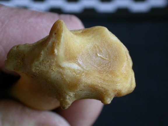 Radius: distal part (1078 visits) Panthera pardus - Male - Adult - Right elementCollection: Department d'Osteology of National Museum ... Radius: distal part