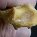 Radius: distal part (1040 visits) Panthera pardus - Male - Adult - Right elementCollection: Department d'Osteology of National Museum ... Radius: distal part