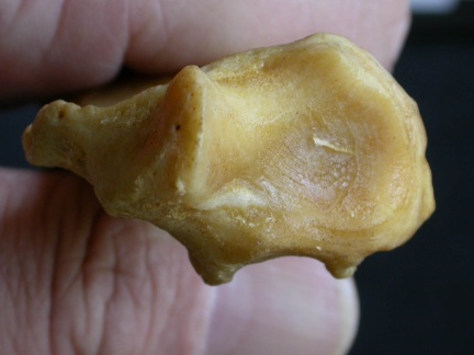 Radius: distal part (1298 visits) Panthera pardus - Male - Adult - Right elementCollection: Department d'Osteology of National Museum ... Radius: distal part
