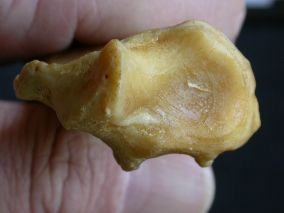Radius: distal part (1072 visits) Panthera pardus - Male - Adult - Right elementCollection: Department d'Osteology of National Museum ... Radius: distal part