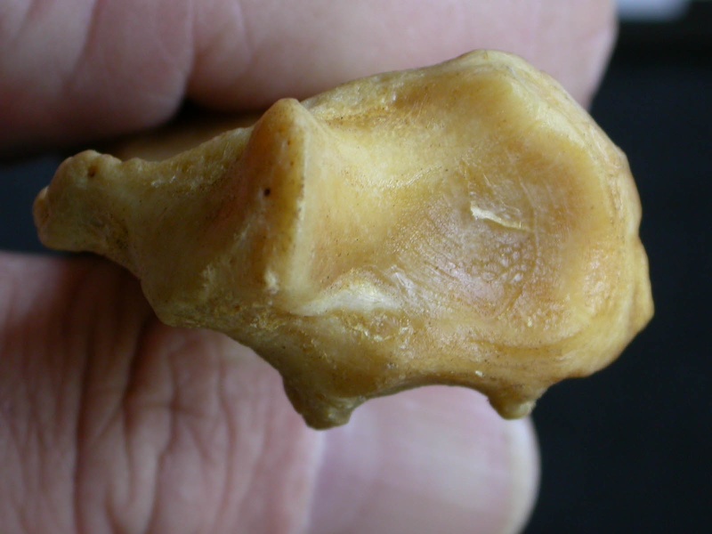Radius: distal part (1040 visits) Panthera pardus - Male - Adult - Right elementCollection: Department d'Osteology of National Museum ... Radius: distal part
