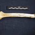 Radius (1099 visits) Panthera pardus - Male - Adult - Right elementCollection: Department d'Osteology of National Museum ... Radius