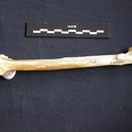 Radius (1077 visits) Panthera pardus - Male - Adult - Right elementCollection: Department d'Osteology of National Museum ... Radius