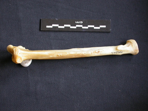 Radius (1107 visits) Panthera pardus - Male - Adult - Right elementCollection: Department d'Osteology of National Museum ... Radius