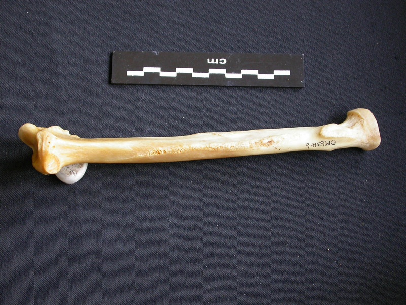 Radius (1076 visits) Panthera pardus - Male - Adult - Right elementCollection: Department d'Osteology of National Museum ... Radius