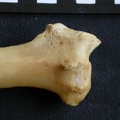 Radius: distal part (991 visits) Panthera pardus - Male - Adult - Right elementCollection: Department d'Osteology of National Museum ... Radius: distal part