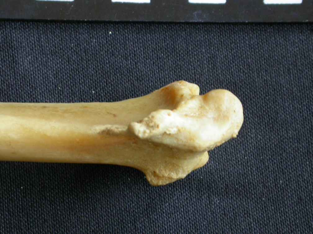 Radius: distal part (1044 visits) Panthera pardus - Male - Adult - Right elementCollection: Department d'Osteology of National Museum ... Radius: distal part