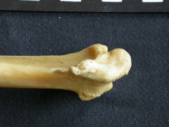 Radius: distal part (1044 visits) Panthera pardus - Male - Adult - Right elementCollection: Department d'Osteology of National Museum ... Radius: distal part