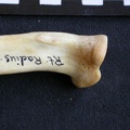 Radius: proximale part (997 visits) Panthera pardus - Male - Adult - Right elementCollection: Department d'Osteology of National Museum ... Radius: proximale part
