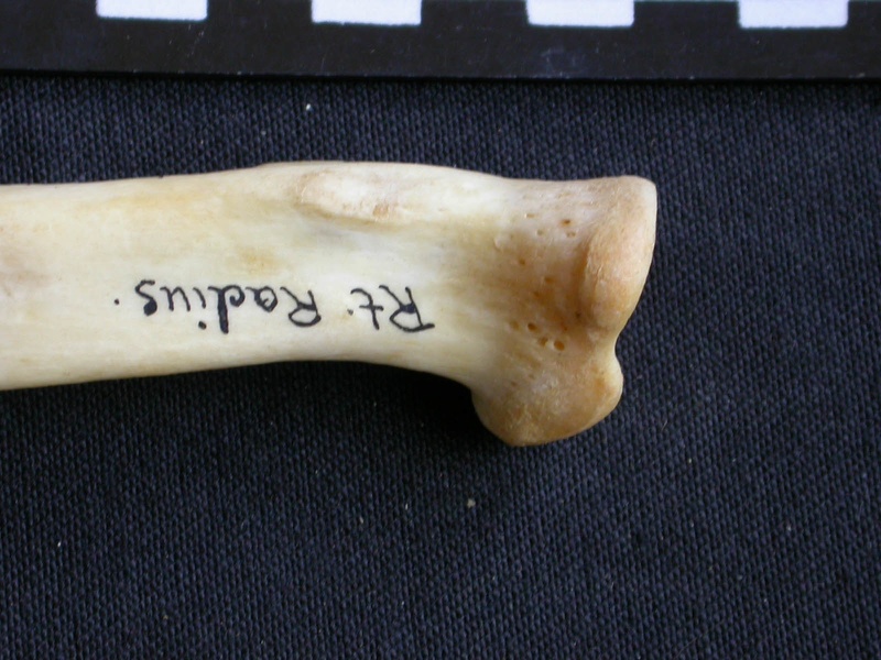 Radius: proximale part (996 visits) Panthera pardus - Male - Adult - Right elementCollection: Department d'Osteology of National Museum ... Radius: proximale part